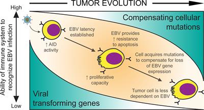 Burkitt Lymphomas Evolve to Escape Dependencies on Epstein-Barr Virus